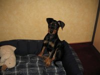 Brisco