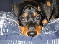 Brisco0002