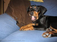 Brisco0004