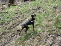 Brisco0019