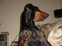 Brisco0023