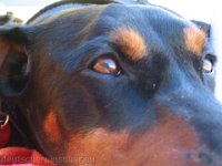 Brisco0076