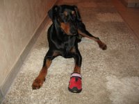 Brisco0080