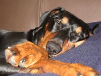 Brisco0088
