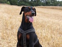 Brisco32