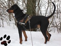 brisco001