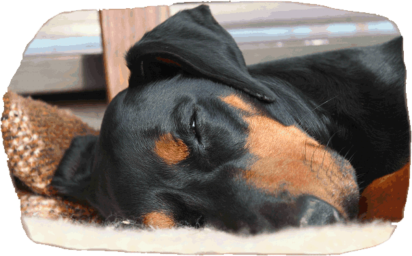 Brisco