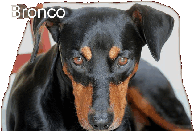 Bronco 2