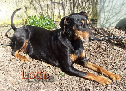 Lotte